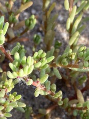 Portulaca halimoides