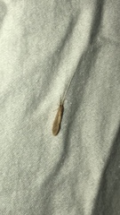 Oecetis