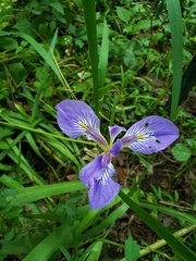 Iris brevicaulis
