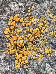 Candelariella