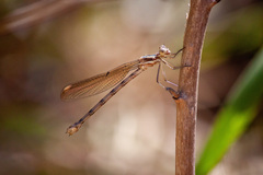 Lestidae