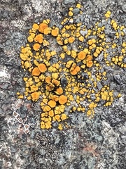 Candelariella