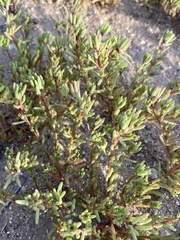 Portulaca halimoides