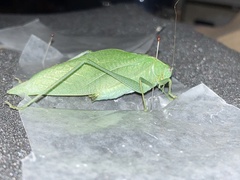 Microcentrum rhombifolium
