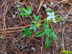 Cnidoscolus stimulosus