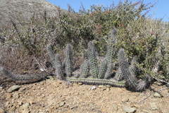 Stenocereus gummosus