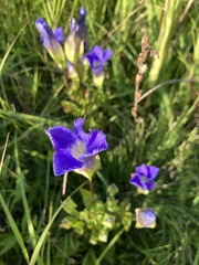 Gentianopsis crinita