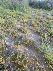 Portulaca halimoides