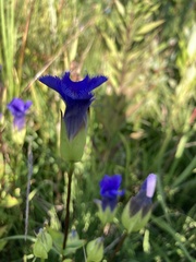 Gentianopsis crinita