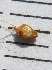 Eleocharis rostellata