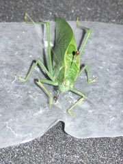 Microcentrum rhombifolium