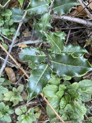 Aquifoliaceae