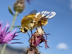 Lordotus striatus