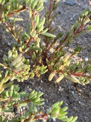 Portulaca halimoides