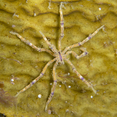 Pallenopsis macneilli