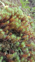 Polytrichum strictum