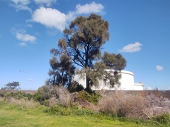 Allocasuarina verticillata