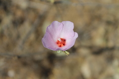 Hibiscus denudatus