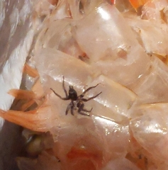 Herpyllus propinquus