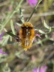 Lordotus striatus