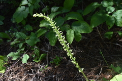 Platanthera elongata