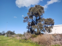Allocasuarina verticillata