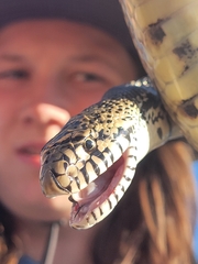 Pituophis catenifer