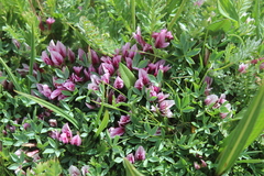 Trifolium nanum