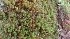 Polytrichum strictum
