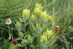 Castilleja occidentalis