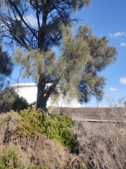 Allocasuarina verticillata