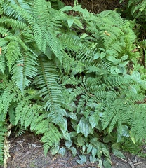 Dryopteris expansa