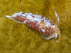 Phidiana salaamica