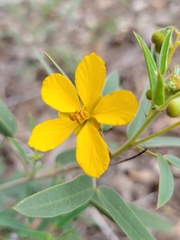 Senna roemeriana