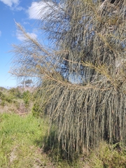 Allocasuarina verticillata