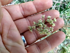 Parthenium confertum