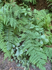 Dryopteris expansa