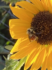 Bombus centralis