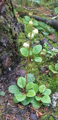 Pyrola chlorantha