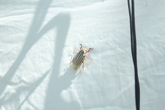 Polyphylla decemlineata