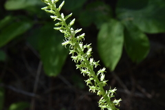 Platanthera elongata