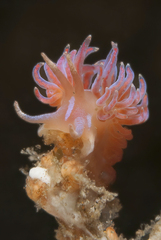 Phyllodesmium serratum
