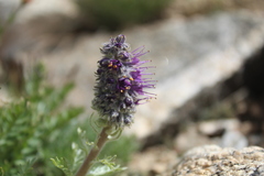 Phacelia sericea