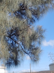 Allocasuarina verticillata