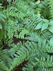 Dryopteris expansa