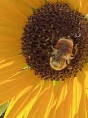 Bombus centralis