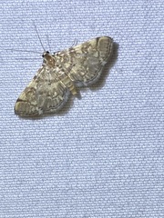 Anageshna primordialis