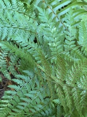 Dryopteris expansa