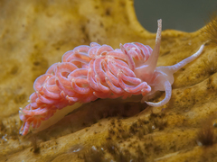 Phyllodesmium serratum