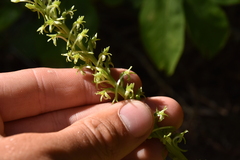 Platanthera elongata